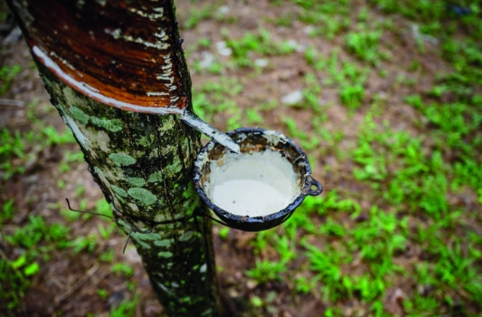 Ernte von Naturkautschuk: Ein Baum mit eingeschnittener Rinde und einem Behälter, der den austretenden Kautschuksaft auffängt.